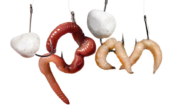enticing fishing bait assortment featuring worms, artificial eggs, and maggots, designed to attract a variety of fish species in freshwater environments