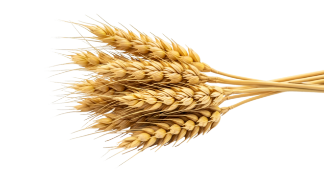 Bunch of Ripe Wheat Stalks on Black Background grain
