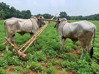 Traditional Oxen Plowing Field | Indian Farming | Rural Agriculture Cattle
