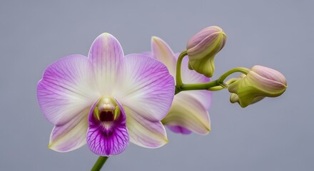 Vibrant Purple and White Orchid Flower with Buds