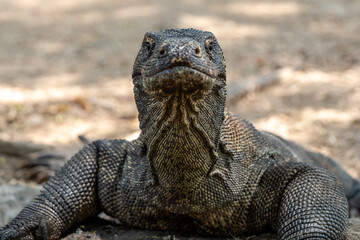 Close-up of a Komodo dragon