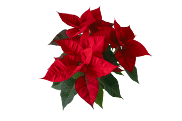 Red poinsettia bouquet with green leaves isolated transparent png