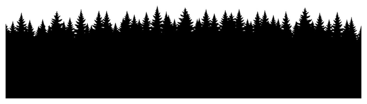 Panoramic silhouette of dense pine forest horizon and coniferous tree line
