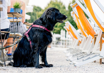 In summer, a wet black dog on a leash sits near cafe tables in a busy outdoor seating area, waiting to be owned after a swim in the lake.