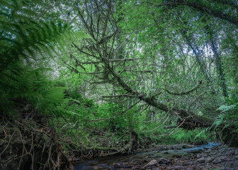 Obraz premium Secluded forest stream in Ireland under dense canopy, moss-covered trees, and soft diffused sunlight.
