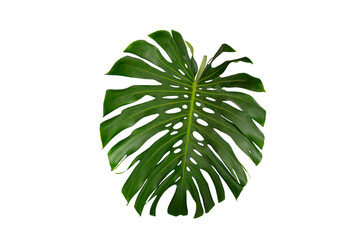 Tropical Monstera Leaf Isolated on Transparent Background for Design and Decoration. Monstera leaf PNG isolated tropical foliage