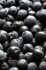 Bacche di mirto fresche, ingrediente di base per il famoso liquore Sardo 