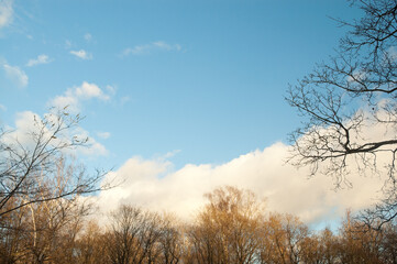 trees in autumn without leaves against the background of blue sky and clouds