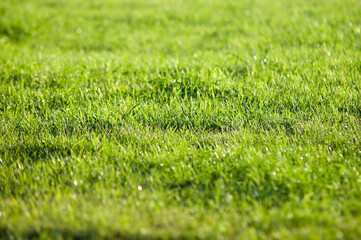 green background, green grass in the photo