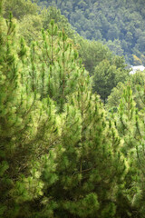 Young pine trees on a hillside in hot weather.