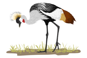Obraz premium Sếu vương miện xám – Grey Crowned Crane – Balearica regulorum. Vector illustration of the Grey Crowned Crane. Detailed depiction of this iconic African species.