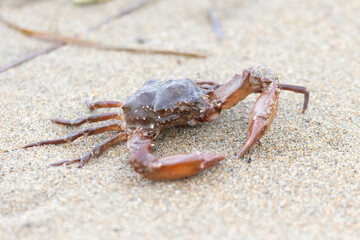 Big crab on the seashore. Close-up