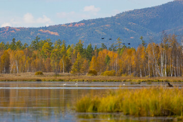 Swans on a lake on an autumn day. Buryatia, Russia