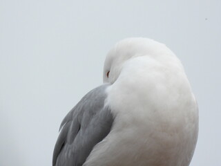 natural white seagull photo on the roof	