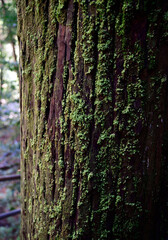 Moss-Covered Tree Trunk in Forest