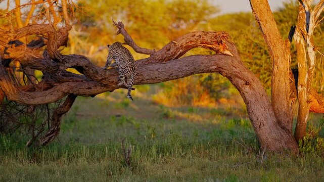 African leopard resting on dead tree branch