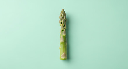 Fresh green asparagus spear centered vertically on a bright mint background with ample copy space for healthy food design.