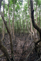 Dense mangrove forest at low tide, showcasing a tangled network of exposed prop roots in dark, muddy tidal flats under tall, slender trees.