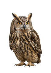 Fototapeta premium An Owl Bird with Yellow Eyes Isolated Transparent PNG
