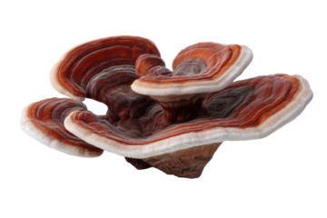 Reishi mushroom cluster; layered, brown and white