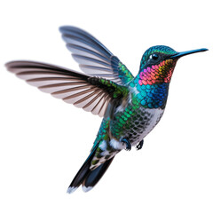 Fototapeta premium Colorful Ruby Throated Hummingbird in Flight Isolated