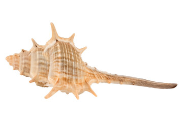 sea shell isolated on white background