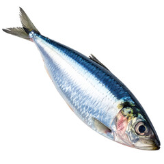 single sardine fish isolated on white or transparent