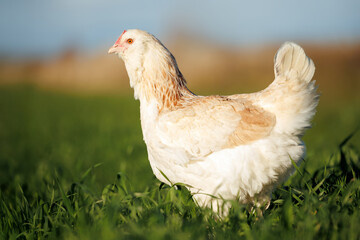 Faverolles chicken walking on green grass