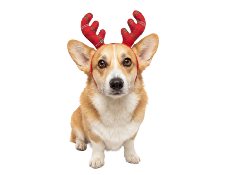 Adorable corgi dog with reindeer antlers isolated PNG, festive pet portrait on transparent background for Christmas and holiday designs