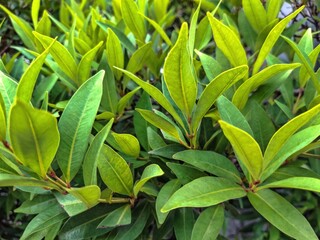 Vibrant green leaves background texture. Fresh tropical foliage close up. Natural garden plant bush perfect for environment, nature, and summer eco concepts.