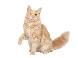Obraz premium Ginger Maine Coon cat PNG isolated on transparent background, fluffy pet with golden eyes for design projects