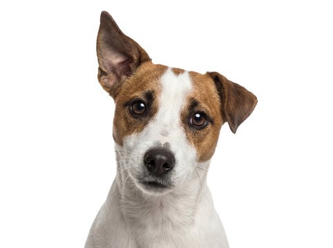 Cute Jack Russell Terrier dog headshot isolated PNG on transparent background, adorable pet with brown and white fur looking at camera