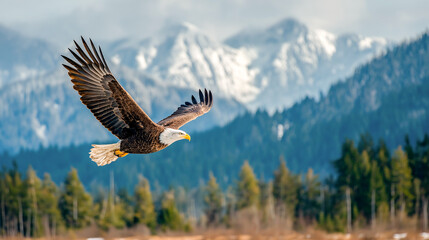 american bald eagle