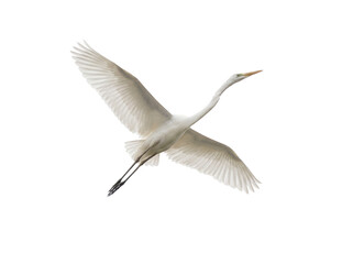 Elegant great egret flying PNG isolated on transparent background, graceful white heron with outstretched wings for design projects