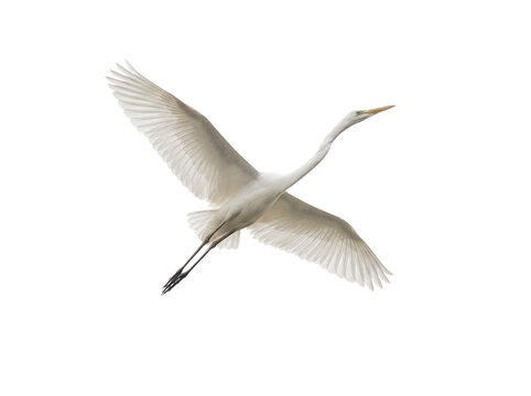 Elegant great egret flying PNG isolated on transparent background, graceful white heron with outstretched wings for design projects