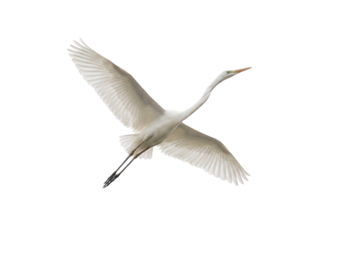 Elegant great egret flying PNG isolated on transparent background, graceful white heron with outstretched wings for design projects