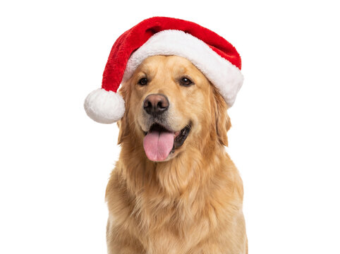 Golden Retriever dog wearing a Santa hat isolated PNG, festive pet portrait for Christmas holiday designs on transparent background