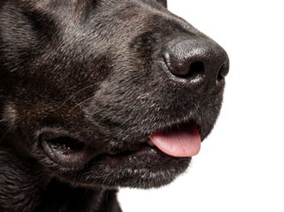 Close-up of a black Labrador retriever s nose and tongue isolated PNG, dog portrait on transparent background, pet animal with wet fur and pink tongue