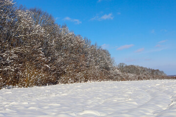 ​A panoramic winter landscape showcasing a wide field covered in undulating, pristine snow under a bright blue sky. On the horizon, a line of dense trees and shrubs stands, their branches dusted with 