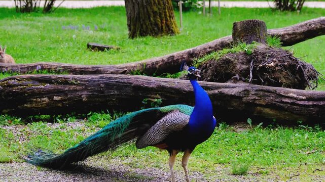  blue peacock is strolling on the green field grass