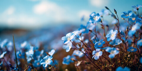 春の丘に咲く青い花