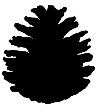 Bold pinecone silhouette in a simple stylized shape. Minimal hand-drawn winter element 