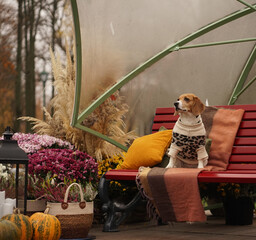 Beagle dog, wearing a leopard sweater, sitting on the bench, decorated with pillows and pumpkins...