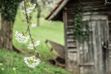 Herabh&auml;ngender Zweig mit Kirschbaumbl&uuml;te auf gr&uuml;ner Wiese vor unscharfer Holzh&uuml;tte mit Palette am Kirschenweg in Dettingen an der Erms