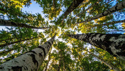 Fototapeta premium The trunks of beautiful birches, viewed from below, looked up among the dense thicket, sway in the wind, creating a sense of movement, wallpaper
