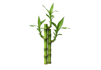 Obraz premium Elegant bamboo stalks with vibrant green leaves bring a touch of nature to your designs, perfect for wellness, spa, or eco-friendly projects