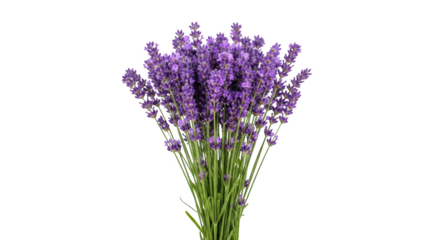 Professional image featuring lavender, flower, flowers suitable for web, social media, and editorial design purposes