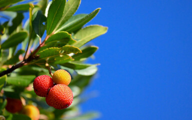 Japanese Plum (Rhaphiolepis loquata) Fruit on a Branch
