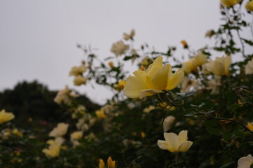 曇り空に咲く黄色いばら