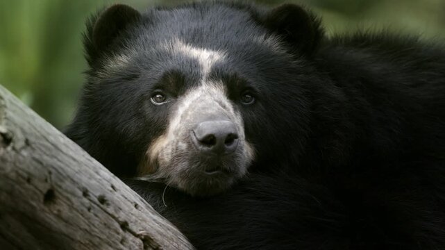 Close-up of spectacled bear